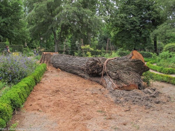 La grafiosis acaba con dos olmos históricos del Real Jardín Botánico de Madrid