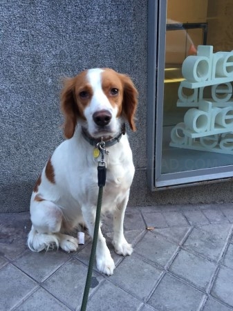 Los perros podrán viajar en el Metro de Madrid a partir de mañana, miércoles 6 de julio
