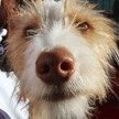 La Ley de Protección de Animales de Compañía ya es una realidad