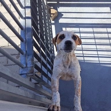 El 99% de las mascotas expuestas en Internet encuentra un hogar