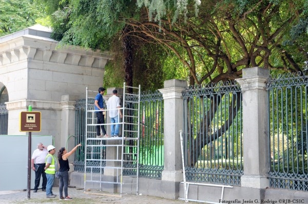Comienza la restauración del cerramiento histórico del Real Jardín Botánico de Madrid