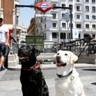 El Refugio promociona la adopción de animales abandonados