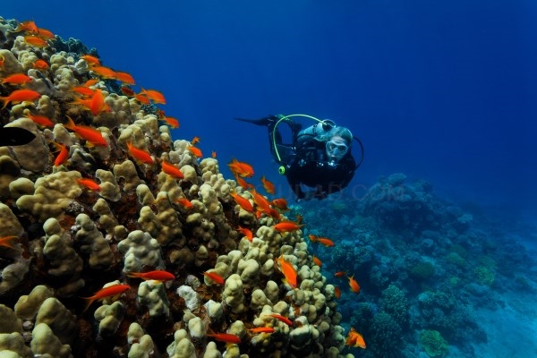 Comienza Dive Travel Show, la feria internacional dedicada al buceo y turismo sostenible.