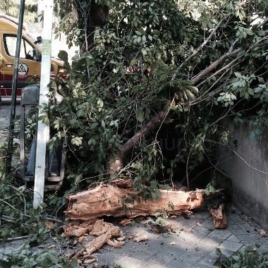 SER+Verde: actuaciones urgentes en materia de zonas verdes y arbolado en Madrid