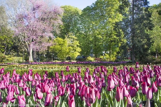 Ya han empezado a florecer los tulipanes, un espectáculo de color en el Real Jardín Botánico