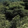 Prevención de incendios en urbanizaciones situadas en terreno foresta