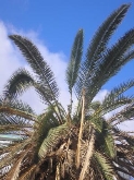 "INCIDENCIAS DEL PICUDO ROJO EN LAS PALMERAS DEL MEDITERRANEO"