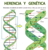 CONFERENCIA: "Herencia y determinismo genético en humanos"