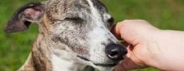 III Gala Benéfica a favor de la Asociación Protectora de Animales Jarela