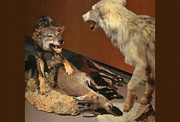 Naturaleza, arte y ciencia: taxidermia para la educación