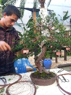 X Expo Bonsái