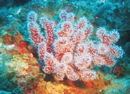 Exposición Fotográfica "Fondos Marinos" de Marc Defat