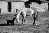 RAFAEL RODERO SEBASTIÁN