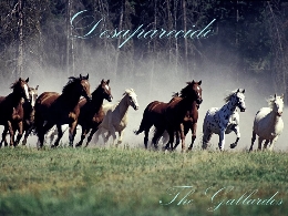 Concierto Joven: “The Gallardos”