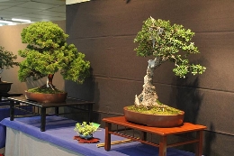 I Congreso Andaluz del Bonsai "Ciudad de Almuñécar"