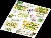 Curso El paisaje cultural y Reconocimiento de Plantas Medicinales de la zona