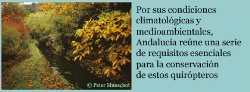 El murciélago, antídoto natural contra las plagas forestales