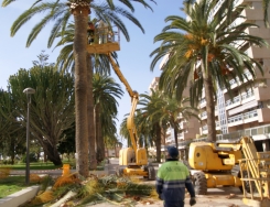 Comienzan las labores de poda y limpieza de las palmeras del Paseo de las Explanadas