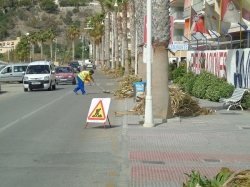Almuñécar y La Herradura comienza la campaña de limpieza de palmeras en las vías y zonas públicas