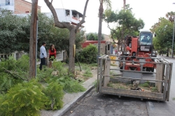 La concejalía de Parques y Jardines continúa con el plan especial de poda de palmeras y árboles en la avenida Enrique Martín Cuevas