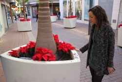 La concejalía de Parques y Jardines denuncia los actos vandálicos cometidos en el centro, donde se han arrancado decenas de pascueros