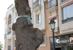 La concejalía de Parques y Jardines realiza un plan de control de plagas para la oruga procesionaria