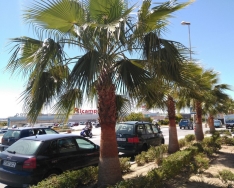 La concejalía de Parques y Jardines y la de Mantenimiento hacen un plantado especial de flores y de intervenciones para la Semana Santa