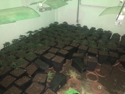 Intervienen 220 plantas de marihuana  en Armilla