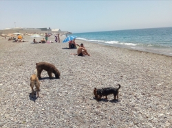 Motril se convierte en referente con la única playa para perros de la provincia de Granada