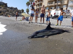 Hallado muerto un delfín en una playa de Almuñécar