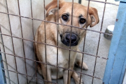 Diputación promoverá la adopción de mascotas para llegar al “sacrificio cero” en la provincia