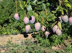 Se presenta en Almuñécar el libro sobre el cultivo del mango en el sur peninsular