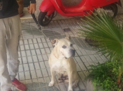 Un perro muerde a la propietaria y le provoca heridas en cara y brazos en Almuñécar