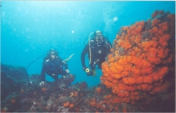 La Herradura presenta sus fondos marinos en la feria de buceo ‘More Aqua Show’ de Madrid