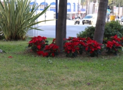 Almuñécar engalana sus jardines de Navidad con la plantación de más de un millar de pascueros