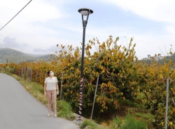 Almuñécar inicia la iluminación con energía solar de un vial de la Vega de Río Verde