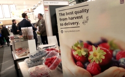 Récord de exportaciones de frutos rojos de Andalucía, con 475 millones en el primer trimestre de 2020 y un crecimiento del 7,6%