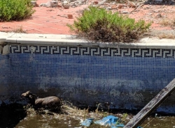 Bomberos de Almuñécar rescatan una cabra montés que había caído a una piscina abandonada y semivacía