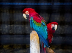 El Parque Loro Sexi de Almuñécar, el centro más tropical del municipio sexitano