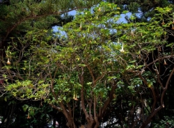 El parque El Majuelo, una joya cultural y botánica de la que presume Almuñécar