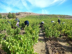 La Subdelegación del Gobierno pide colaboración al Ayuntamiento de Almuñécar para expedir los certificados de los trabajadores temporales agrícolas qu