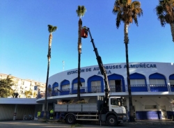 La campaña de limpieza de palmeras continúa en la Estación de Autobuses de Almuñécar