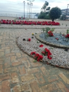 El Ayuntamiento de Salobreña planta pascueros y otras flores para adornar el municipio de cara a la Navidad