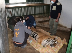 La tigresa del parque de Peña Escrita se traslada a tierras alicantinas