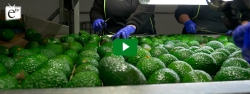 Tropical Millenium proyecta avanzar en nuevos mercados internacionales a través de delegaciones propias