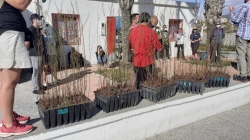 La plantación de 200 tarajes en los balates que desembocan en la playa aumenta el número de especies autóctonas dentro del proyecto de naturalización