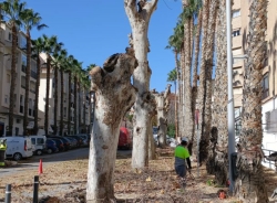 Almuñécar lleva a cabo trabajos de poda de las plataneras de sombra centenarias de la Avenida Costa del Sol