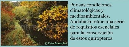 El murciélago, antídoto natural contra las plagas forestales