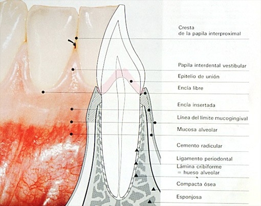 La higiene bucal es imprescindible para un corazón sano