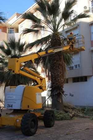 La concejalía de Parques y Jardines continúa con el plan de poda de palmeras y árboles en calles y parques de la ciudad